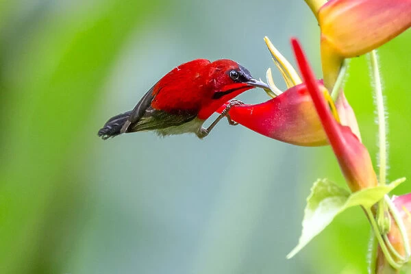 Male Crimson Sunbird (Aethopyga siparaja) perching on Heliconia flower in nature at Singapore