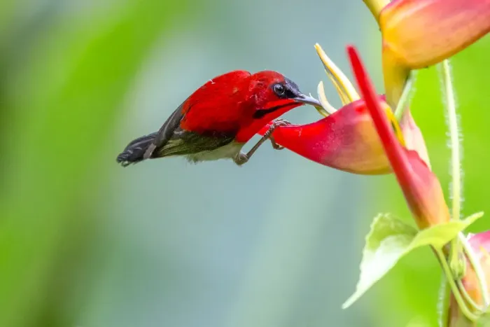 Framed Print : Male Crimson Sunbird (Aethopyga siparaja) perching on Heliconia flower in nature at Singapore