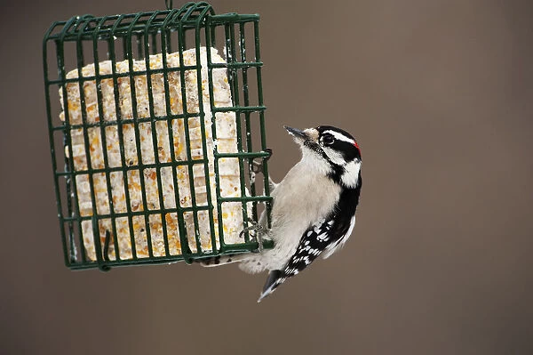 Male downy woodpecker at suet feeder