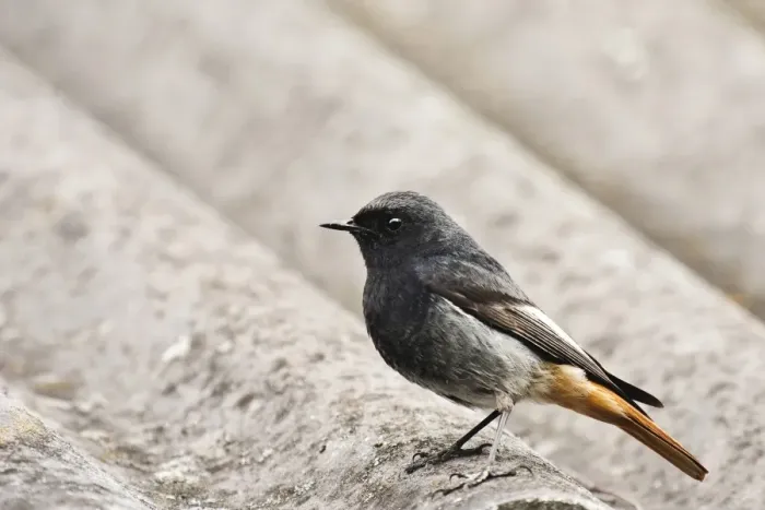 Framed Print : Male European Black Redstart (Phoenicurus ochruros gibraltariensis) Framed Print : Male European Black Redstart (Phoenicurus ochruros gibraltariensis)