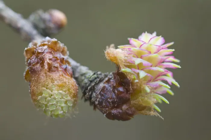 Framed Print : Male and female flowers of the Larch -Larix decidua-