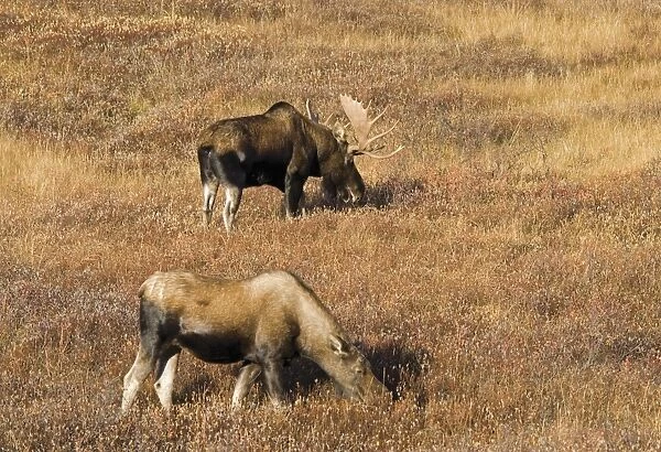 Male And Female Moose (Alces Alces) In Autumn Morning Light