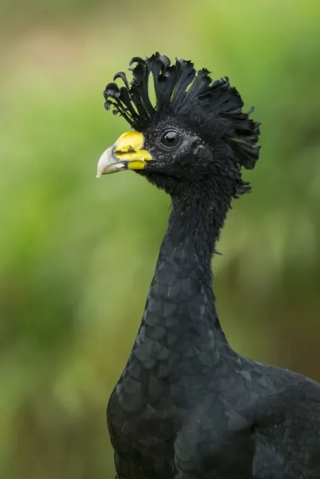 Framed Print : Male Great Curassow (Crax rubra) Framed Print : Male Great Curassow (Crax rubra)