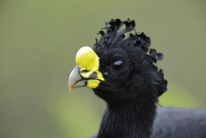 Framed Print : Male Great Curassow (Crax rubra) Framed Print : Male Great Curassow (Crax rubra)