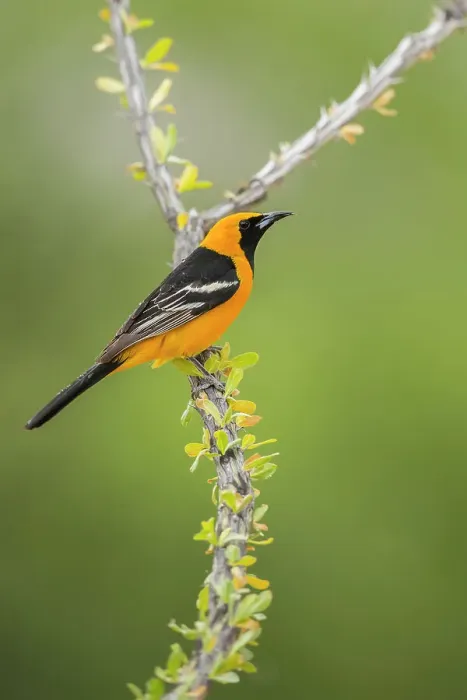 Framed Print : Male Hooded oriole (Icterus cucullatus) Framed Print : Male Hooded oriole (Icterus cucullatus)