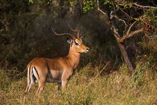 A Male Impala with Lyre-Shaped Horns, White Tail and Several Black Markings, Kruger National Park, South Africa