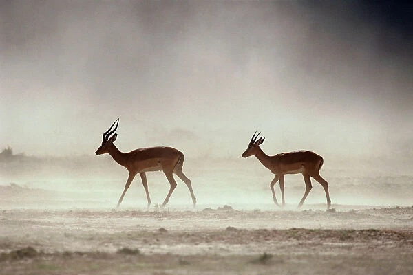 Male Impalas Walking in Dust (Aepyceros Melampus)