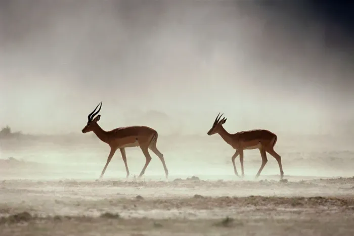 Framed Print : Male Impalas Walking in Dust (Aepyceros Melampus) Framed Print : Male Impalas Walking in Dust (Aepyceros Melampus)