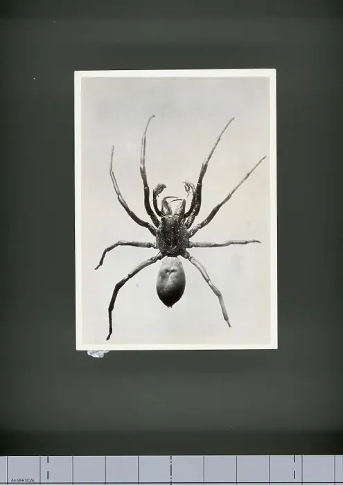 Framed Print : Male Jumping Spider Framed Print : Male Jumping Spider