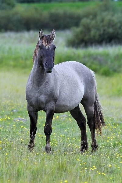 Male konik horse (Equus przewalskii f. caballus), stallion, Tarpan back breeding