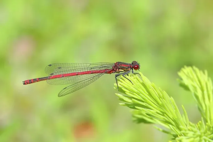 Framed Print : Male large red damselfly (Pyrrhosoma nymphula) sitting on spruce branch, Buchhellerquellgebiet nature reserve, summer, wetland, South Westphalian uplands, North Rhine-Westphalia, Germany Framed Print : Male large red damselfly (Pyrrhosoma nymphula) sitting on spruce branch, Buchhellerquellgebiet nature reserve, summer, wetland, South Westphalian uplands, North Rhine-Westphalia, Germany