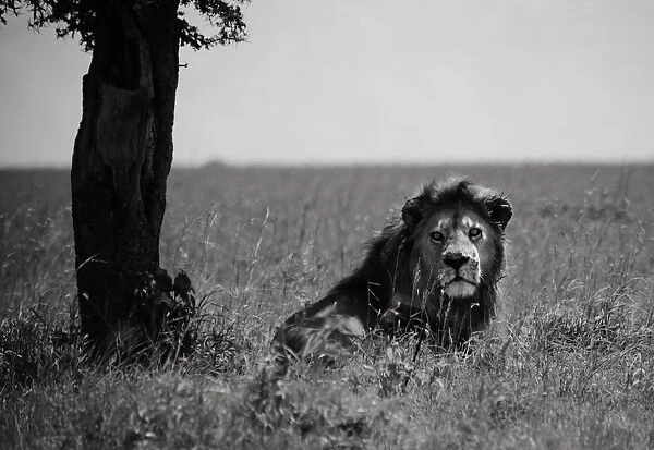 Male Lion. Serengeti, Tanzania