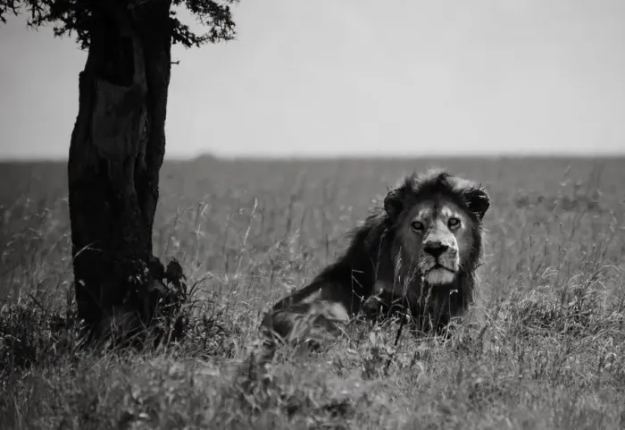 Framed Print : Male Lion. Serengeti, Tanzania