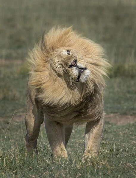 Male Lion. mature male lion portrait