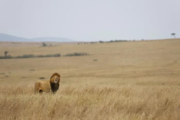 Framed Print : Male Lion in the Landscape of the Masai Mara National Reserve, Kenya, Africa Framed Print : Male Lion in the Landscape of the Masai Mara National Reserve, Kenya, Africa