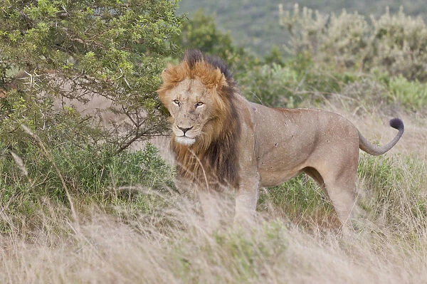 Male lion -Leo panthera- at the Addo Elephant Park, South Africa