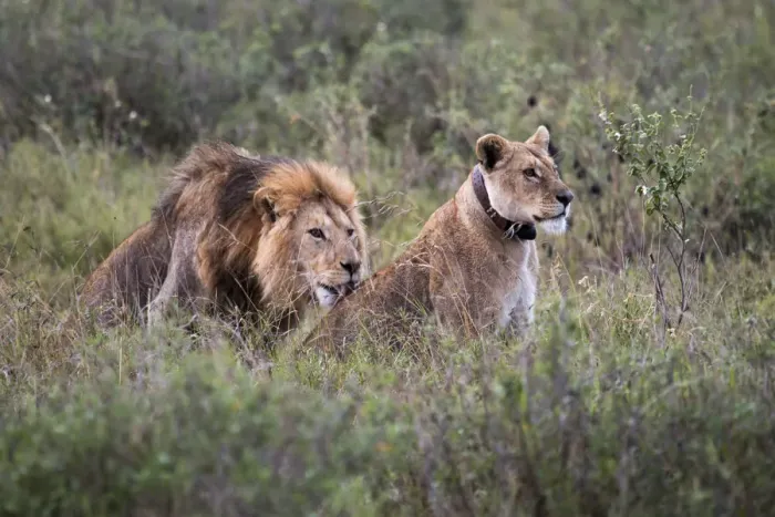 Framed Print : Male lion licking back of a female lion
