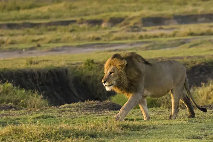 Framed Print : Male lion (Panthera Leo) walking in Ngorongoro Conservation Area, Tanzania Framed Print : Male lion (Panthera Leo) walking in Ngorongoro Conservation Area, Tanzania