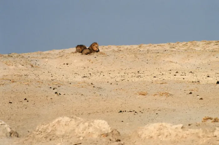 Framed Print : Two Male Lions (Panthera leo) Lying Next to Each Other on a Sand Dune