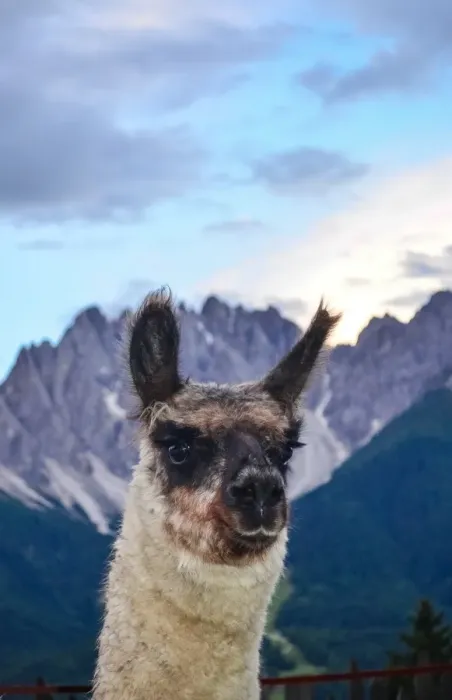 Framed Print : Male llama posing before alpine landscape, Italy Framed Print : Male llama posing before alpine landscape, Italy