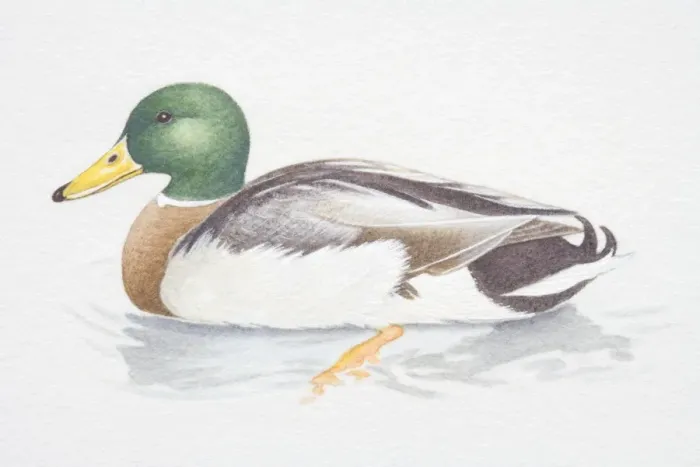 Framed Print : Male Mallard (Anas platyrhynchos) in water, side view
