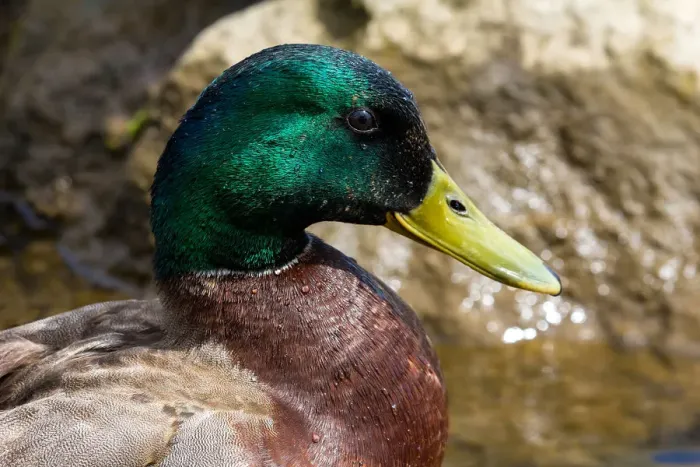 Framed Print : Male Mallard Duck Closeup
