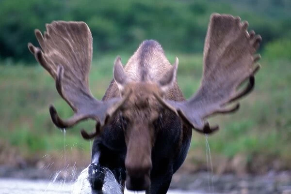 Male moose (alces alces) wading through lake (blurred motion)