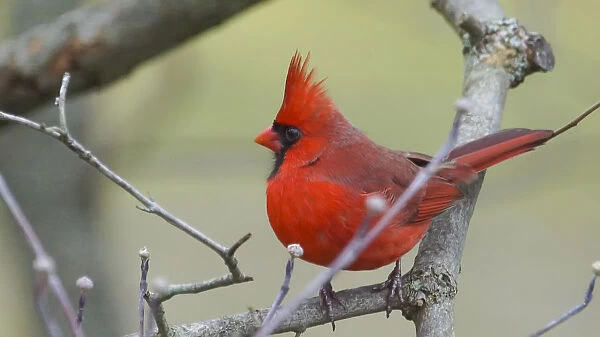 Male Northern Cardinal (Cardinalis cardinalis)