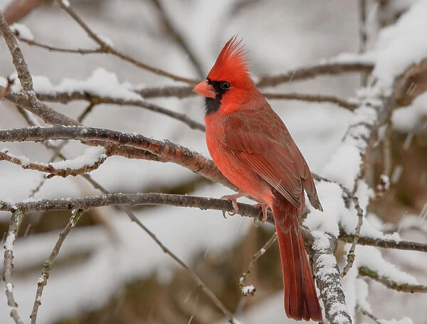 Male Northern Cardinal perched in snow