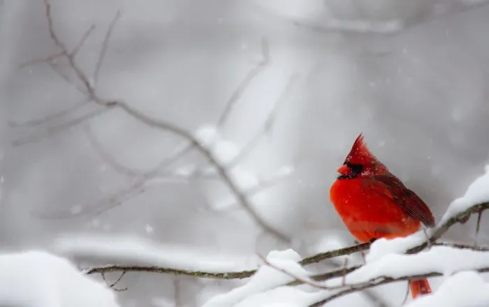 Framed Print : Male Northern Cardinal on tree branch in snow