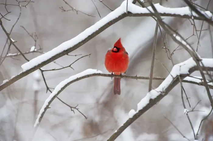 Framed Print : Male northern cardinal in winter Framed Print : Male northern cardinal in winter