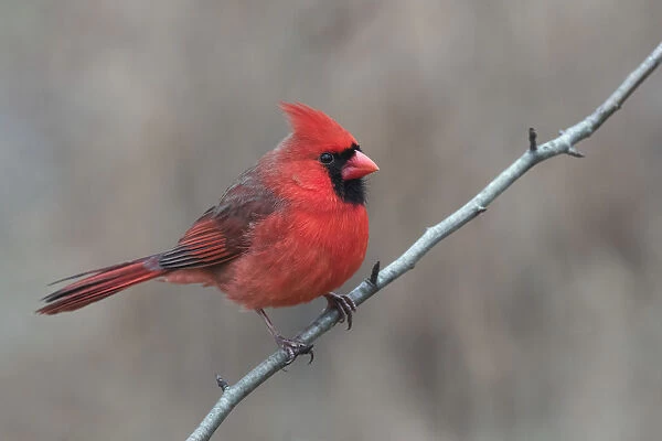Male Northern Cardinal in winter (Cardinals cardinals), Kentucky, USA