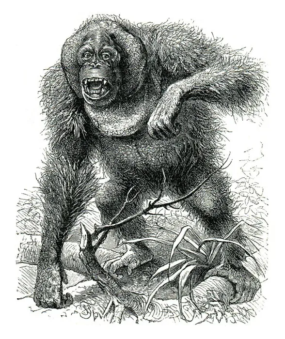 Framed Print : Male orangutan furious drawing 1898 Framed Print : Male orangutan furious drawing 1898