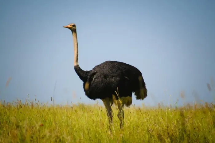 Framed Print : Male Ostrich Framed Print : Male Ostrich