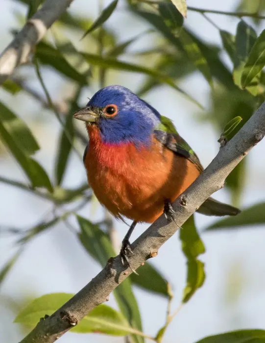 Framed Print : Male Painted Bunting Framed Print : Male Painted Bunting