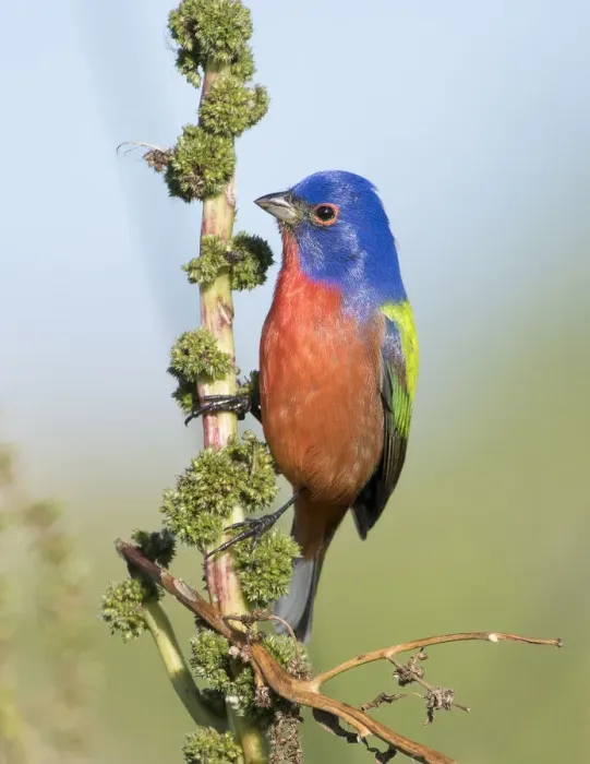 Framed Print : Male Painted Bunting Framed Print : Male Painted Bunting