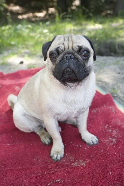 A male pug sitting on a red blanket