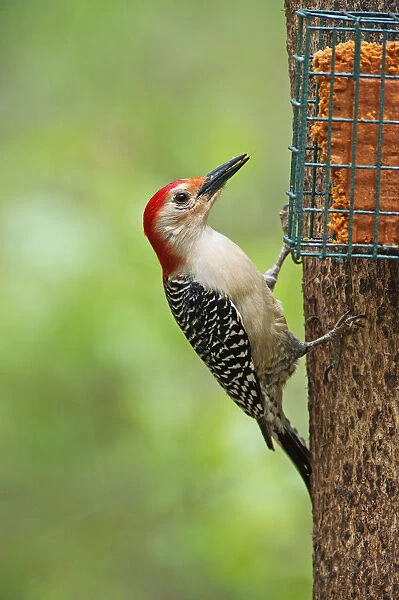Male red-bellied woodpecker