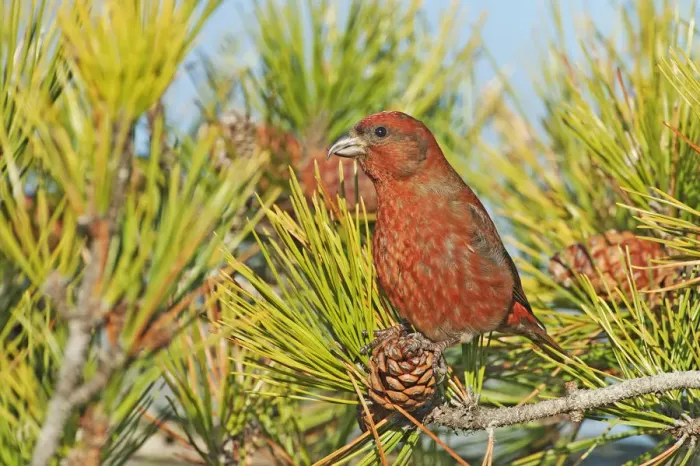 Framed Print : Male red crossbill Framed Print : Male red crossbill
