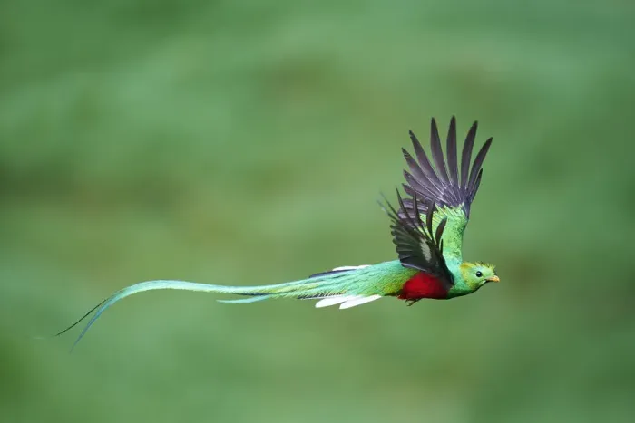 Framed Print : Male Resplendent Quetzal leaving nest Framed Print : Male Resplendent Quetzal leaving nest