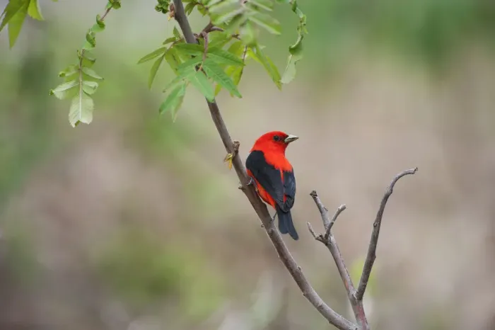 Framed Print : Male scarlet tanager in spring migration Framed Print : Male scarlet tanager in spring migration