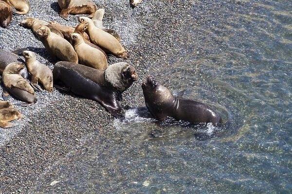 Male sea lions fighting on the shore