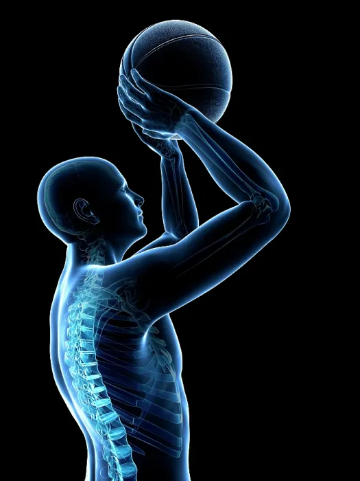 Framed Print : Male skeleton, artwork Framed Print : Male skeleton, artwork