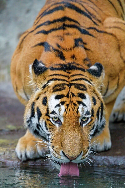 Male tiger drinking water