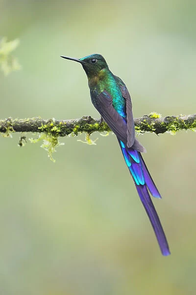 Male violet-tailed sylph
