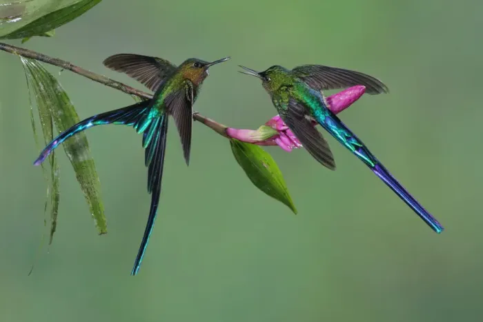 Framed Print : Male Violet-tailed Sylph Framed Print : Male Violet-tailed Sylph