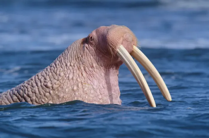 Framed Print : Male Walrus (Odobenus rosmarus) in water, Cape Pierce NWR, Alaska Framed Print : Male Walrus (Odobenus rosmarus) in water, Cape Pierce NWR, Alaska