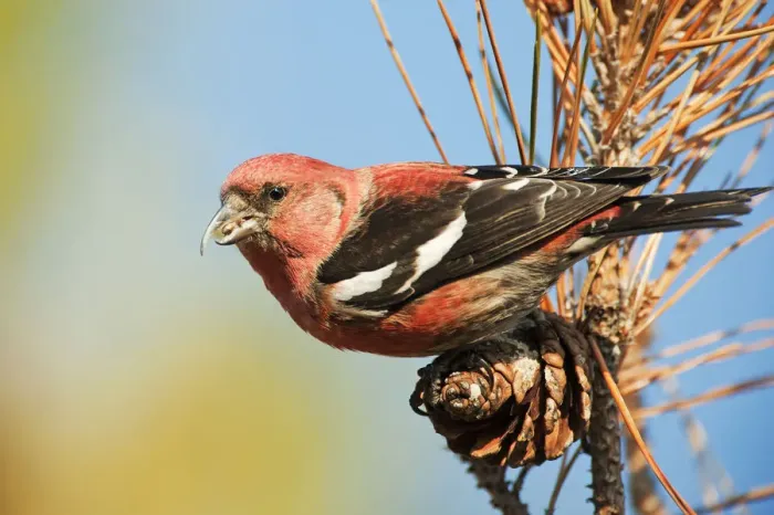Framed Print : Male white-winged crossbill Framed Print : Male white-winged crossbill