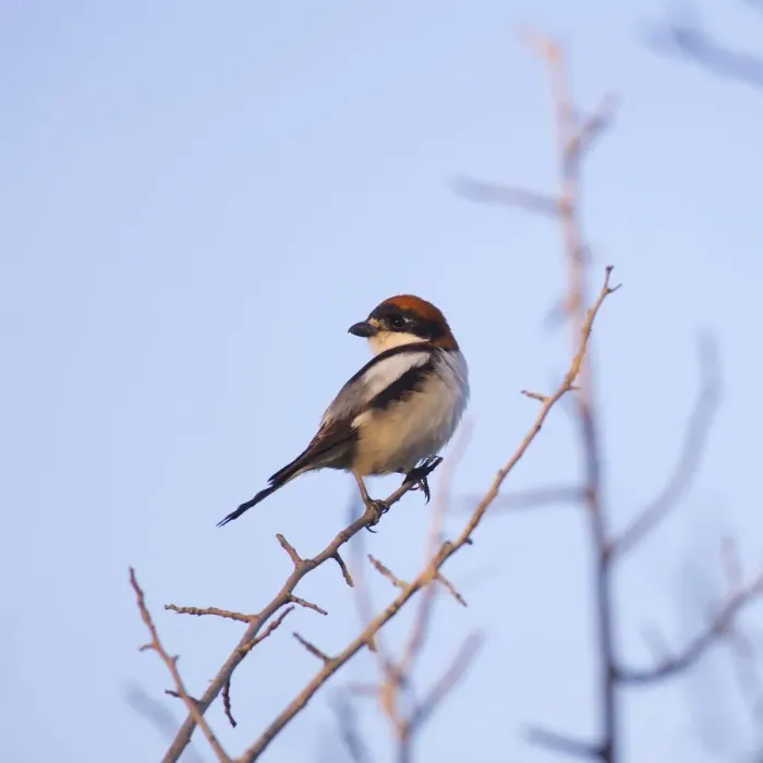 Framed Print : Male woodchat shrike Framed Print : Male woodchat shrike