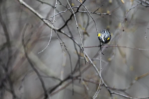 Male yellow-Romped warbler in spring